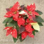Cómo resisten las poinsettias las bajas temperaturas