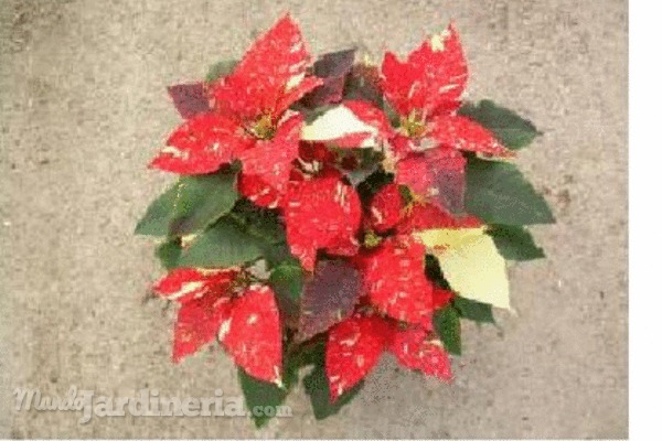 Cómo resisten las poinsettias las bajas temperaturas