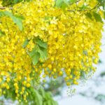 Cómo resolver problemas al plantar cassia de forma efectiva