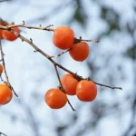 Cómo resolver problemas comunes en árboles de caqui