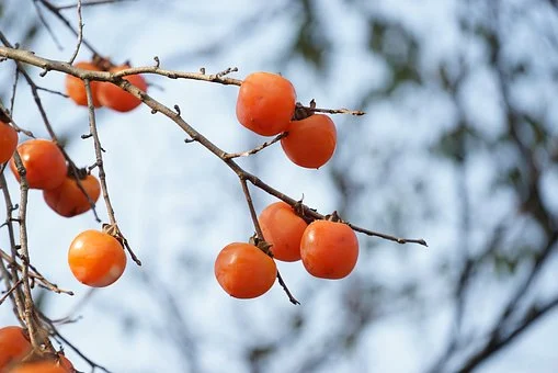 Cómo resolver problemas comunes en árboles de caqui