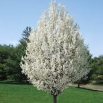 Cómo resolver problemas utilizando el árbol chanticleer