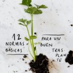 Cómo reubicar correctamente plantas que han sido arrancadas