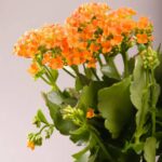 Cómo reverdecer kalanchoe en flor de forma efectiva
