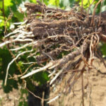 Cómo revitalizar una planta con raíces extensas