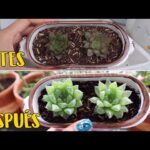 Cómo revivir hojas secas de Sempervivum