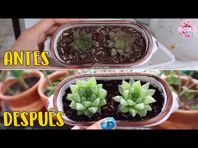 Cómo revivir hojas secas de Sempervivum