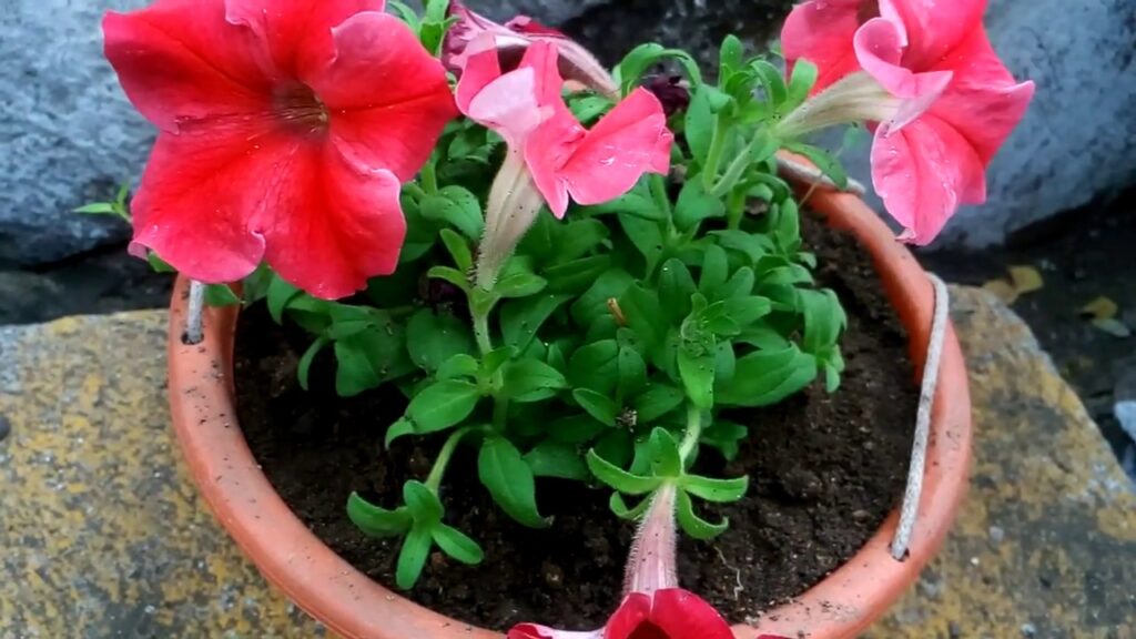 Cómo revivir petunias marchitas en cestas colgantes