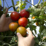 Cómo revivir plantas de tomate afectadas por el calor
