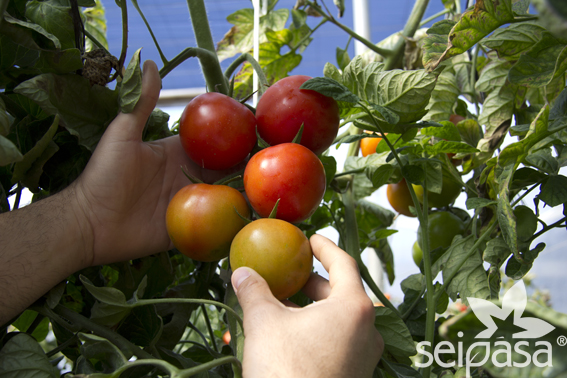 Cómo revivir plantas de tomate afectadas por el calor
