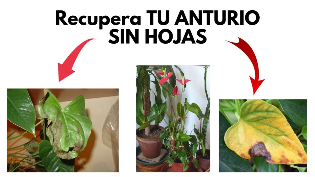 Cómo revivir un Anthurium con hojas caídas en casa