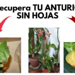 Cómo revivir un Anthurium con hojas caídas en casa
