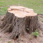 Cómo revivir un árbol a partir de un tocón cortado