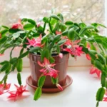 Cómo revivir un Christmas Cactus con hojas marchitas
