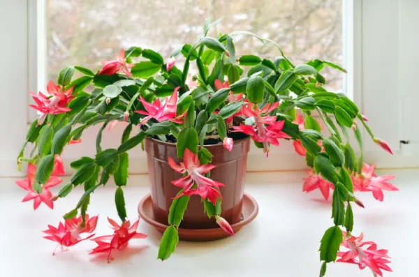 Cómo revivir un Christmas Cactus con hojas marchitas