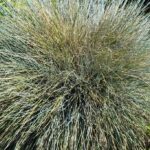 Cómo revivir un ornamental grass center moribundo