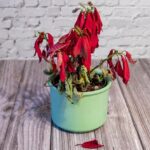 Cómo revivir una Pascua marchita con hojas arrugadas