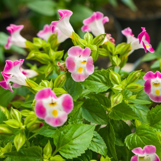 Cómo saber cuándo y cómo cuidar la planta de torenia