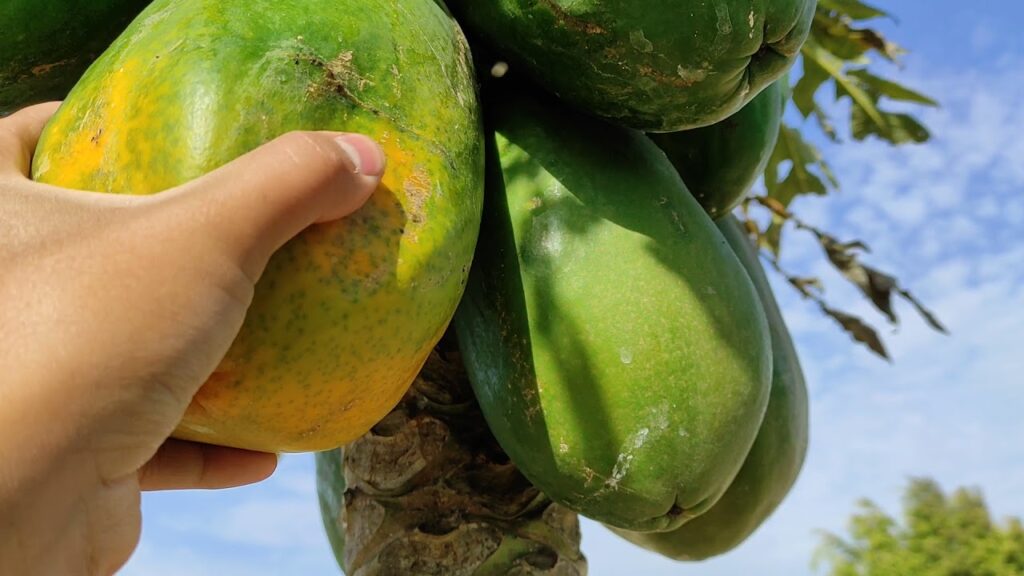 Cómo saber si una pawpaw está madura y lista para recolectar