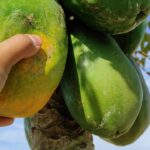 Cómo saber si una pawpaw está madura y lista para recolectar