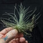 Cómo salvar a una Tillandsia en proceso de descomposición
