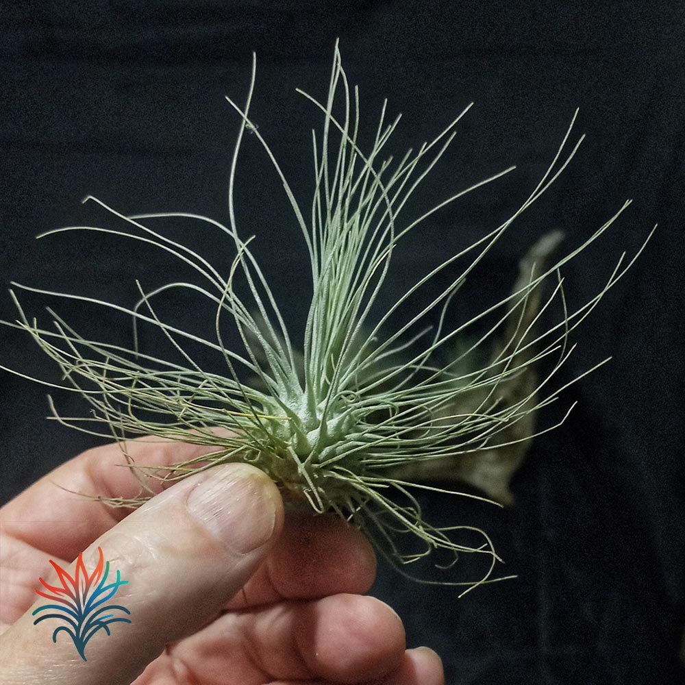 Cómo salvar a una Tillandsia en proceso de descomposición