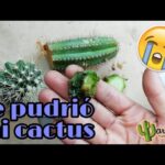 Cómo salvar un cactus que ha sido congelado