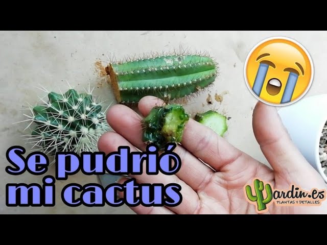 Cómo salvar un cactus que ha sido congelado