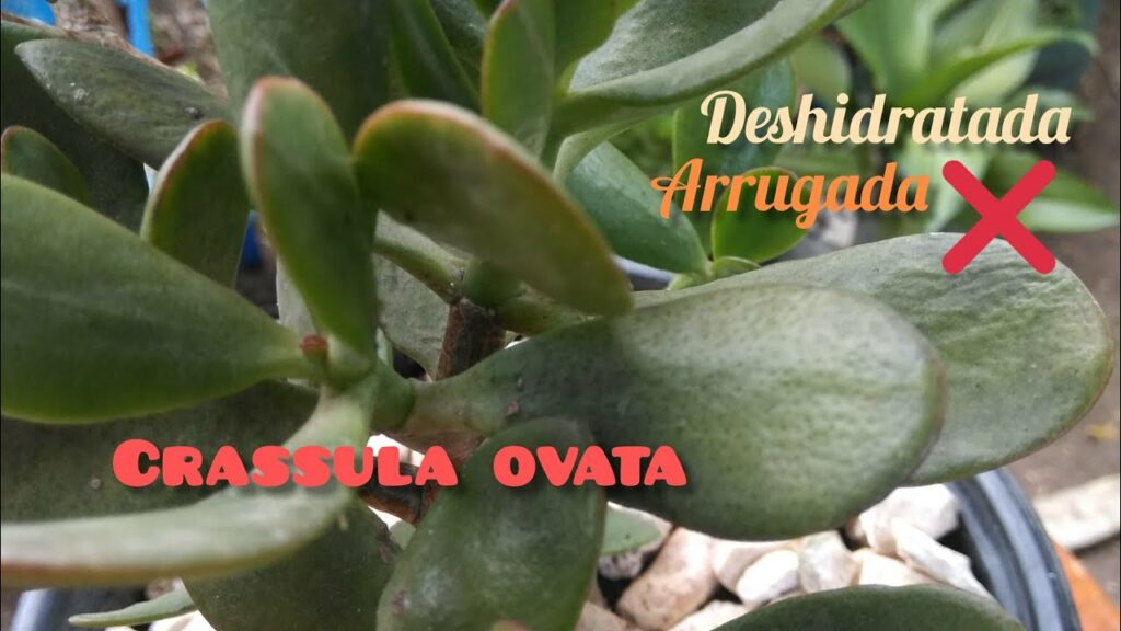 Cómo salvar una planta de jade con hojas marchitas
