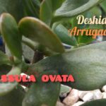 Cómo salvar una planta de jade con hojas marchitas
