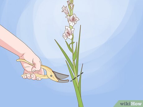 Cómo se cortan las hojas de gladiolos de forma adecuada