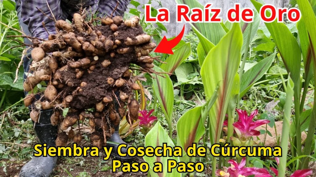 Cómo se cosechan las raíces de cúrcuma de forma adecuada