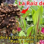 Cómo se cosechan las raíces de cúrcuma de forma adecuada