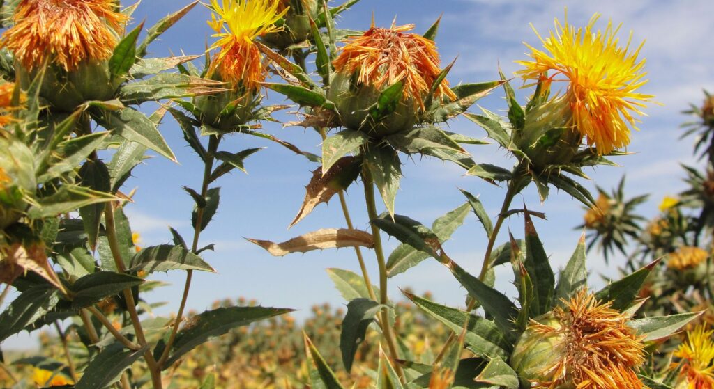 Cómo se cosechan los capítulos de cártamo de manera adecuada
