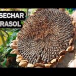 Cómo se cosechan y se guardan las semillas de girasol