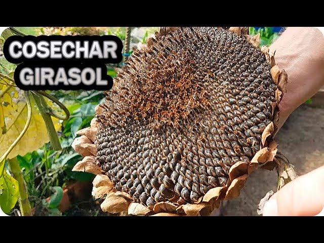 Cómo se cosechan y se guardan las semillas de girasol