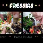 Cómo se cosechan y siembran las semillas de fresia