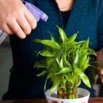 Cómo se cuida el bambú de la suerte en interiores