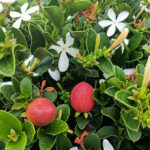Cómo se cuida la planta Carissa Natal Plum de forma adecuada