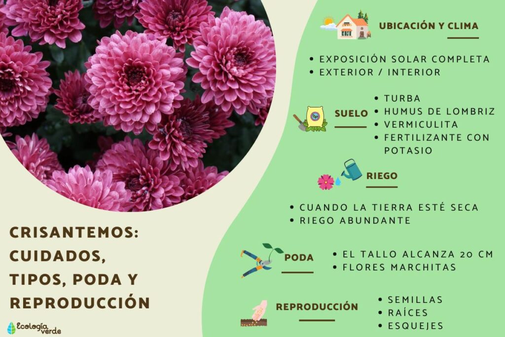 Cómo se cuidan los crisantemos en interiores