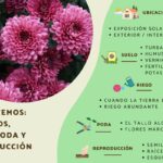 Cómo se cuidan los crisantemos en interiores