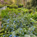 Cómo se cultiva Brunnera Siberian Bugloss en el jardín