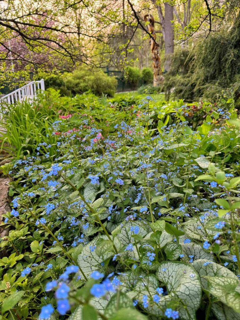 Cómo se cultiva Brunnera Siberian Bugloss en el jardín