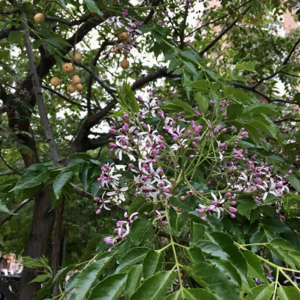 Cómo se cultiva el árbol de melia azedarach