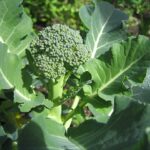 Cómo se cultiva el brócoli Di Ciccio de forma adecuada
