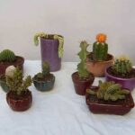 Cómo se cultiva el cactus Englemann de manera exitosa