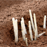 Cómo se cultiva el espárrago blanco correctamente