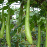 Cómo se cultiva la calabaza italiana Cucuzza