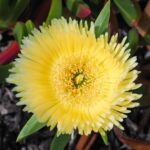 Cómo se cultiva la flor de Hottentot Fig