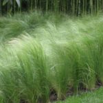 Cómo se cultiva la graminea ornamental de pluma en el jardín